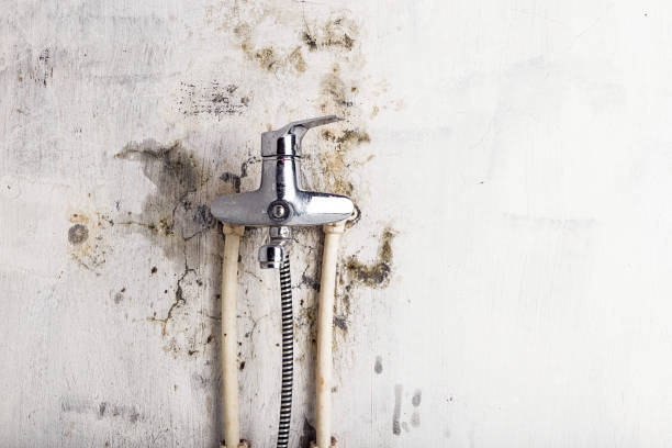 Best Professional Mold Removal  in Cottage Lake, WA