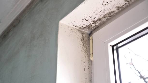 Best Toxic Mold Removal  in Cottage Lake, WA