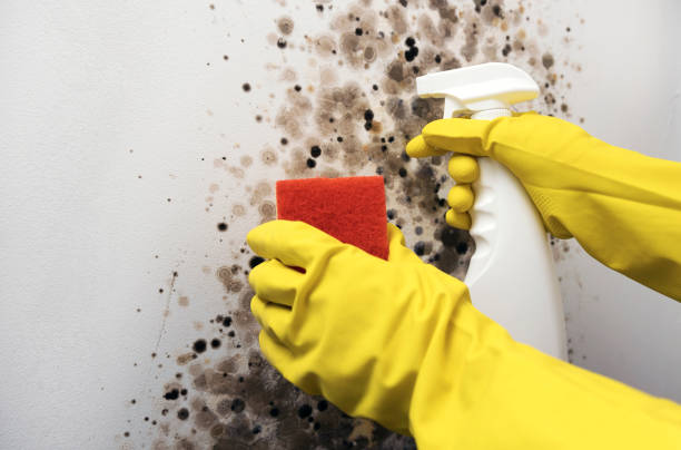 Best Same-Day Mold Removal  in Cottage Lake, WA
