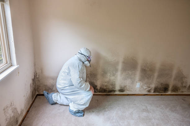 Best Commercial Mold Removal  in Cottage Lake, WA