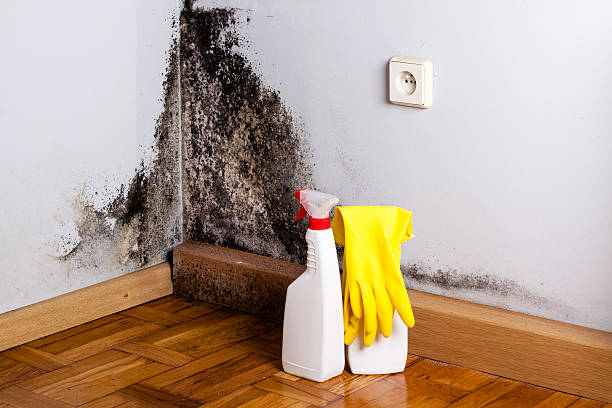 Best Black Mold Removal  in Cottage Lake, WA