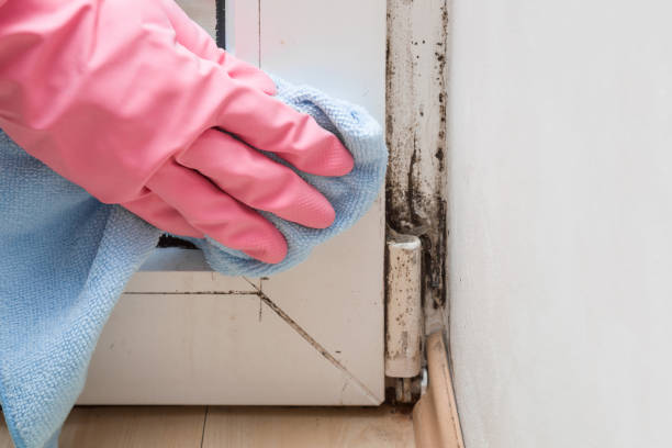 Best Residential Mold Removal  in Cottage Lake, WA