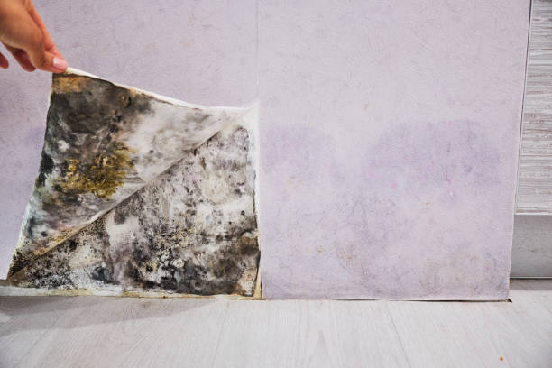 Office Mold Removal Services in Cottage Lake, WA